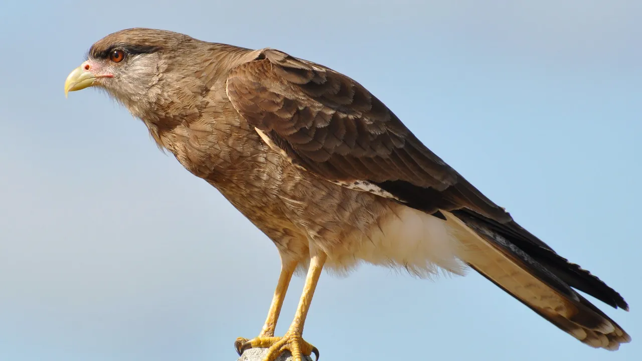 Um chimango de perfil, pousado num moirão de cerca contra o céu azul: ave de rapina marrom, esguia, de olho escuro e bico fino, amarelo, curvado para baixo na ponta.