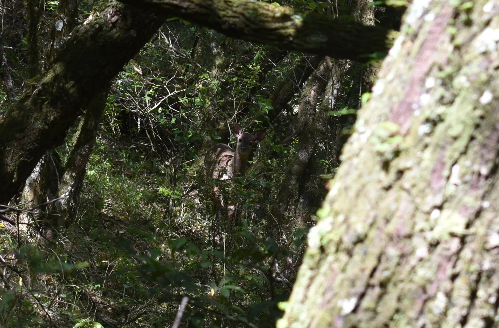 Guazubirá parcialmente escondido na vegetação densa de um bosque serrano, com apenas a cabeça e as orelhas visíveis entre galhos e troncos com liquens