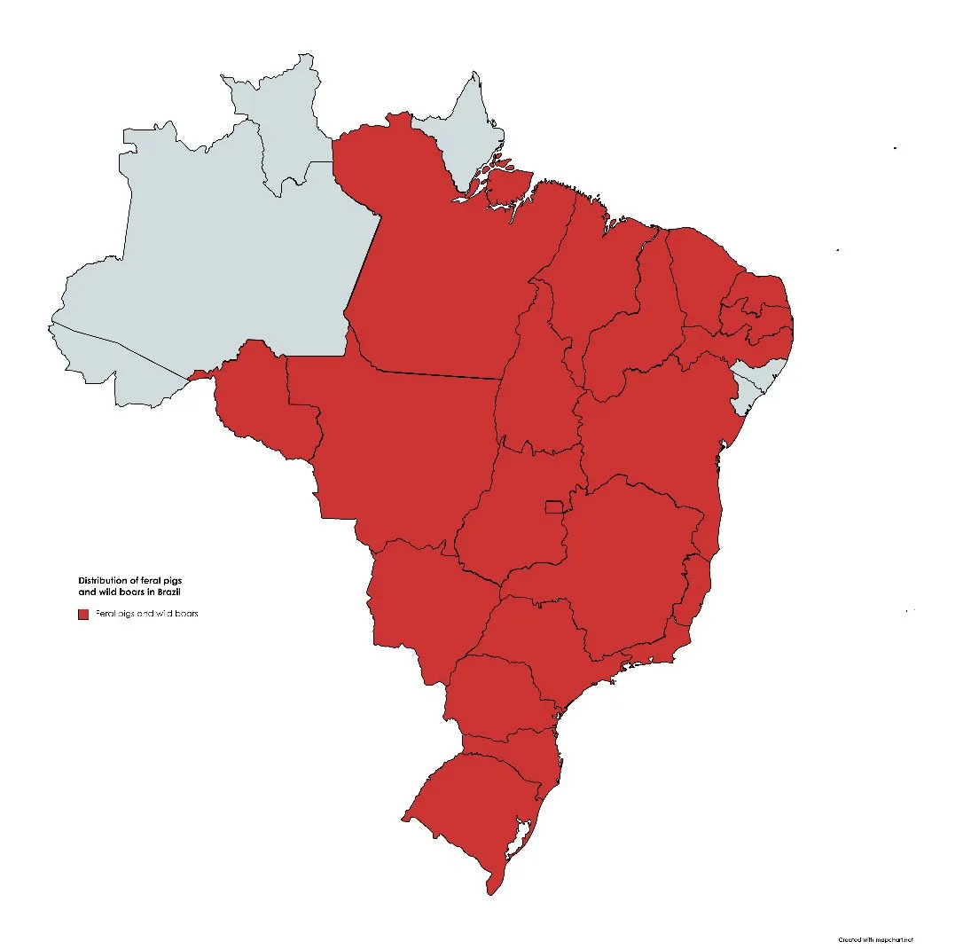 Mapa do Brasil com quase todos os estados em vermelho, exceto Amazonas, Roraima, Amapá e Sergipe em cinza; legenda “Distribution of feral pigs and wild boars in Brazil”.